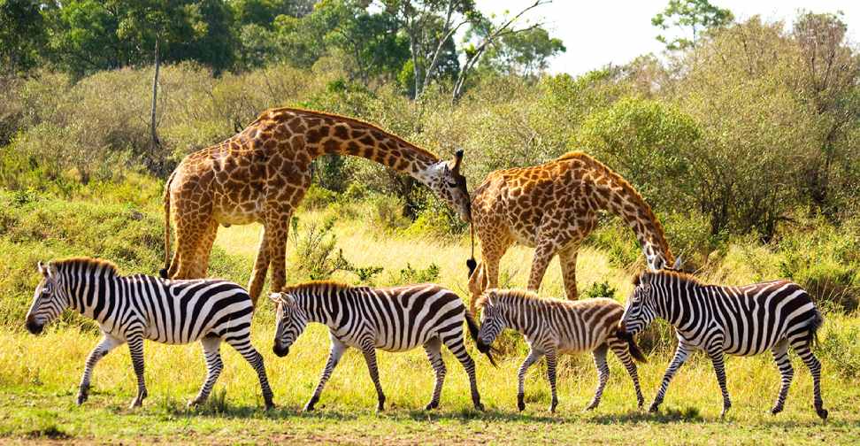 The Benefits of Wildlife Conservation Tourism